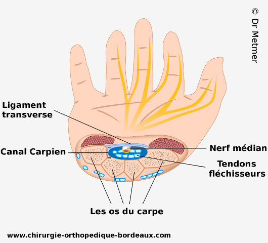 Schéma d'une main et du canal carpien avec les tendons et nerf qui y passe.
