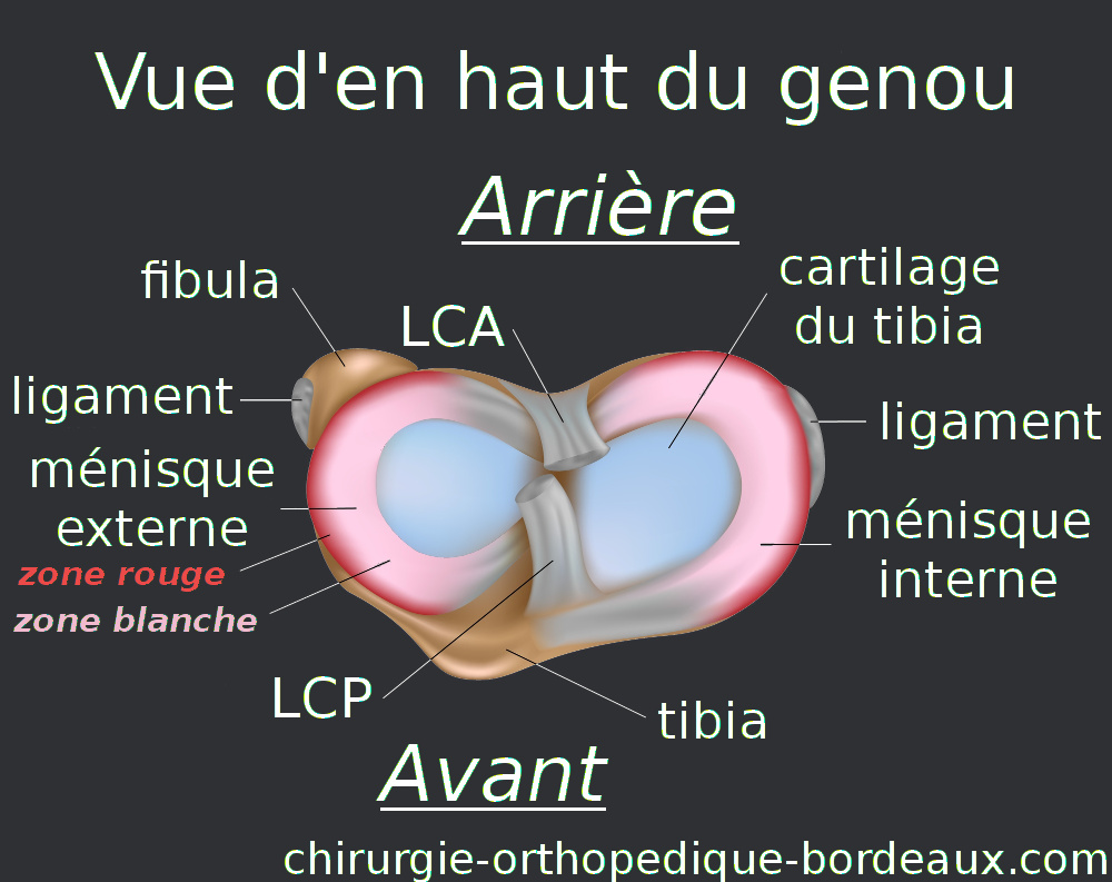 anatomie du genou: Ménisque, ligament croisé, cartilage