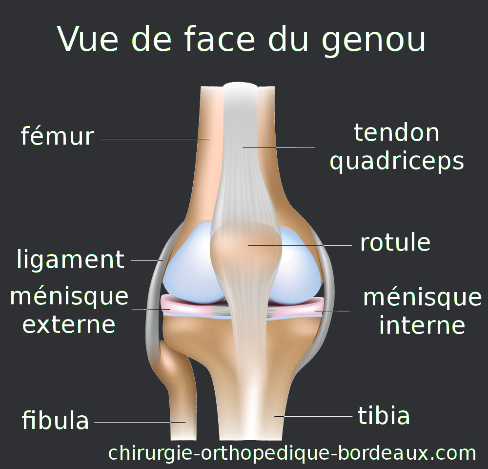 anatomie du genou